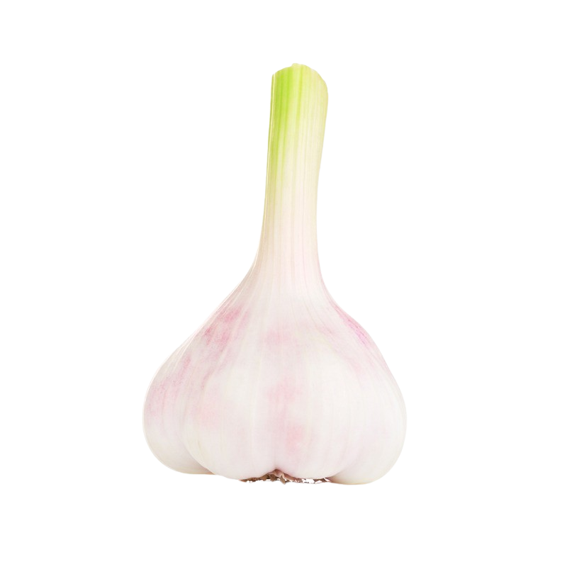 Knoblauch frisch