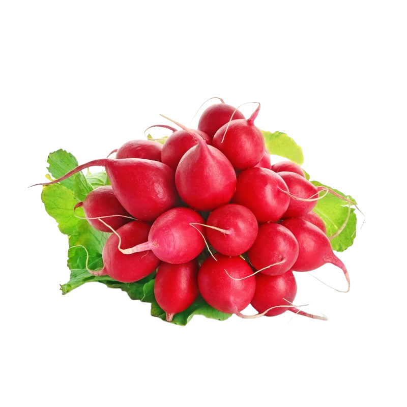 Radieschen Bund
